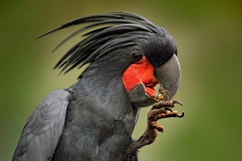 Palm cockatoo, Probosciger aterrimus, talon in the bill, New Guinea. Head of big grey bird.