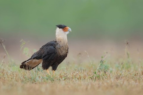 Northern Crested Caracara (Caracara cheriway) perched on the ground, Texas, USA