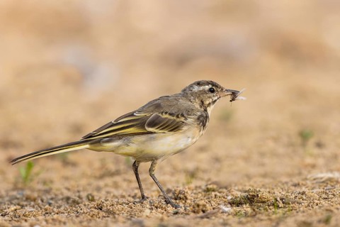 Western Yellow Wagtail (Motacilla flava) juvenile with an insect in its beak, North