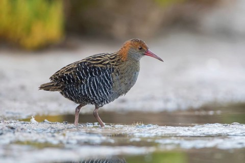 Lewin's Rail (Lewinia pectoralis) male, Victoria, Australia