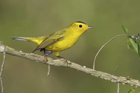 Wilson's Warbler (Cardellina pusilla), Texas, USA