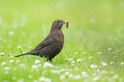 Common Blackbird (Turdus merula) female with food in beak, Iceland