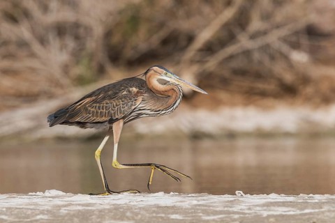 Purple Heron (Ardea purpurea) foraging, Eilat, Israel