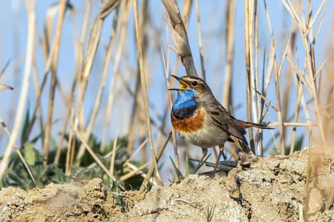 Bluethroat (Luscinia svecica cyanecula) male singing, Mecklenburg-Western Pomerania, Germany