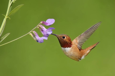 Rufous Hummingbird (Selasphorus rufus) female, Montana, USA