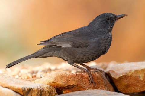 Common Blackbird (Turdus merula) female, Alicante, Spain