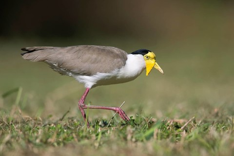 Masked Lapwing (Vanellus miles miles), Queensland, Australia