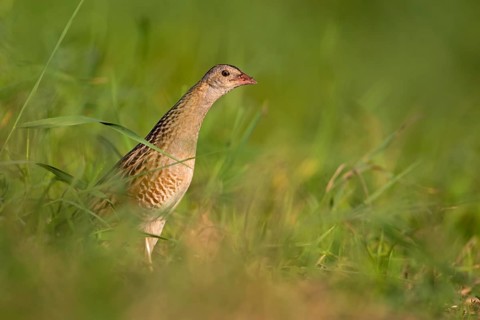 Corn Crake (Crex crex), Saxony-Anhalt, Germany