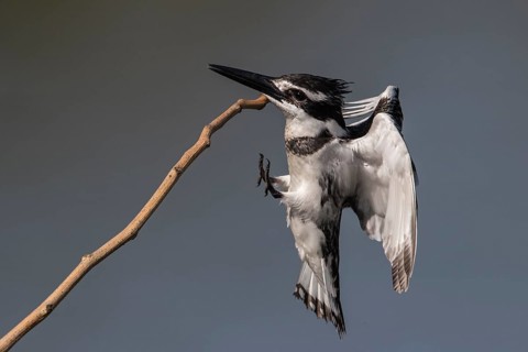 Pied Kingfisher (Ceryle rudis) female landing on a twig, Gambia