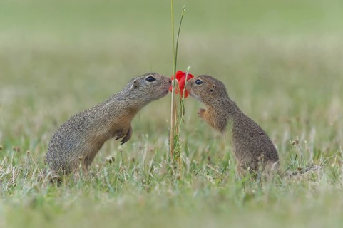 European Ground Squirrel (Spermophilus citellus) two smelling on read poppy (Papaver rhoeas),
