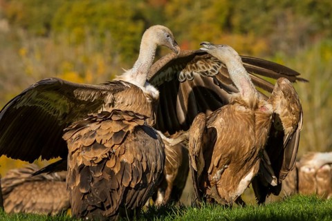 Griffon Vulture (Gyps fulvus), two vultures fighting, Castilla Leon, Spain