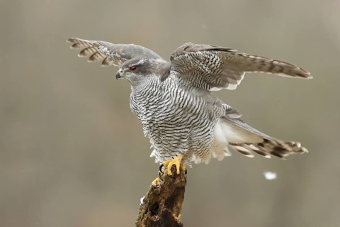 Northern Goshawk (Accipiter gentilis) female, Baden-Wuerttemberg, Germany