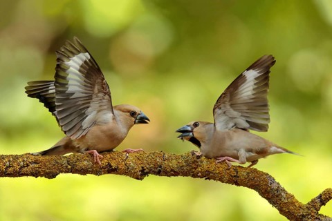 Appelvink vrouwen vechtend op tak, Hawfinch females fighting on branch