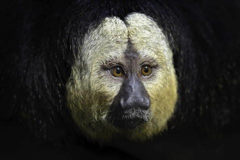 White-faced Saki, Pithecia pithecia, detail portrait of dark black monkey with white face, animal