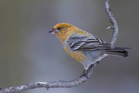 Pine Grosbeak - Hakengimpel - Pinicola enucleator, Finland