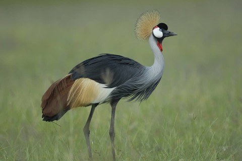 Grey Crowned Crane (Balearica regulorum), Uganda