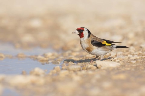 European Goldfinch - Stieglitz - Carduelis carduelis ssp. balcanica, Croatia, adult male