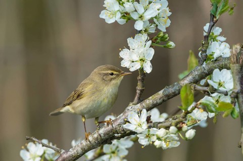 Willow Warbler (Phylloscopus trochilus), Schleswig-Holstein, Germany