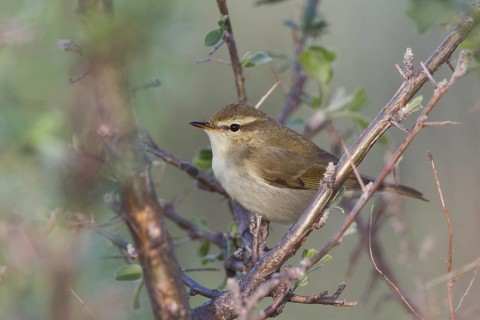 (Western) Greenish Warbler - Grünlaubsänger - Phylloscopus trochiloides ssp. viridianus, Kazakhstan