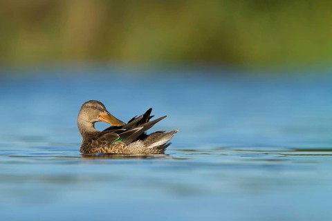 Slobeend, Northern Shoveler, Anas clypeata