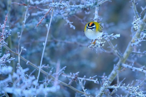 Common Firecrest (Regulus ignicapilla) male perched on a branch, Andalusia, Spain
