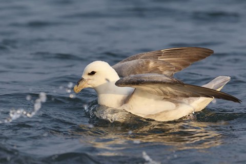 Northern Fulmar (Fulmarus glacialis), Iceland