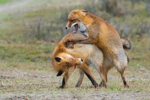 Red Fox (Vulpes vulpes) pair fighting and playing, Netherlands