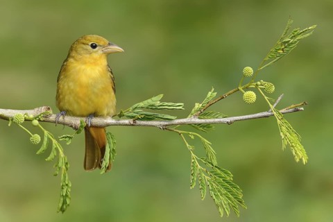 Summer Tanager (Piranga rubra) female, Texas, USA