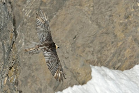 Bearded Vulture (Gypaetus barbatus) flying, Valais, Switzerland