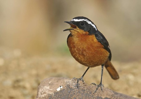 Moussier's Redstart (Phoenicurus moussieri) male singing, Morocco