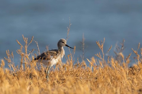 Pied Avocet (Recurvirostra avosetta) juvenile, Lesvos, Greece