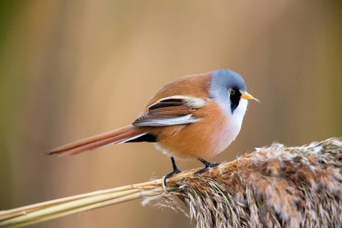 Bearded Reedling (Panurus biarmicus) male perched on reed, Castile-La Mancha, Spain