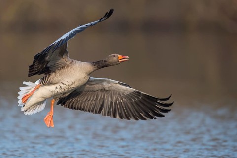 Greylag Goose (Anser anser) flying, Lower Saxony, Germany