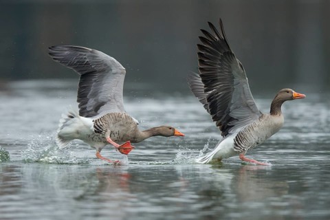 Greylag Goose (Anser anser) wrangling, Lower Saxony, Germany