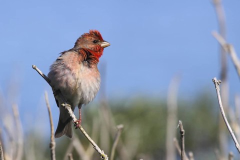 Common Rosefinch (Carpodacus erythrinus) male, Mecklenburg-Western Pomerania, Germany