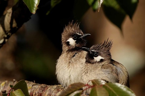 Himalayan Bulbul (Pycnonotus leucogenys), Uttarakhand, India