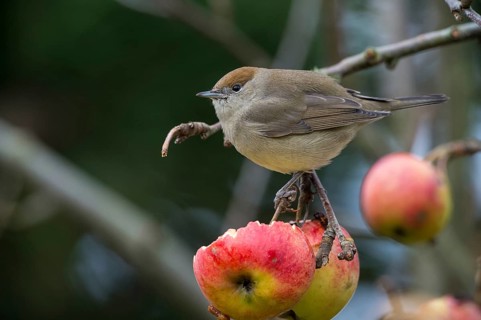 Eurasian Blackcap (Sylvia atricapilla) female, Sylviidae, Schleswig-Holstein, Germany