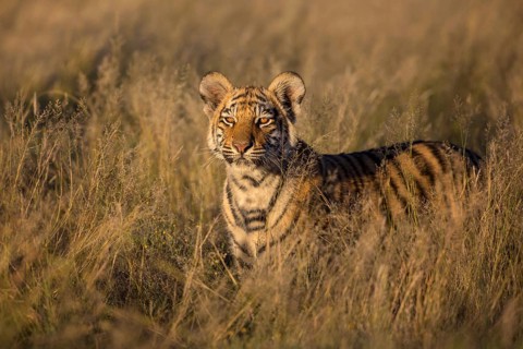 Bengal Tiger (Panthera tigris) cub standing in grassland, captive, Philippolis, South Africa