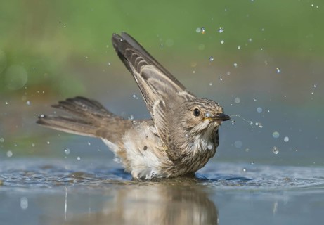 Spotted Flycatcher (Muscicapa striata) bathing, Aosta Valley, Italy