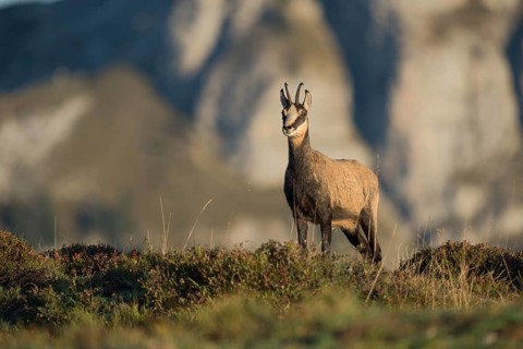 Chamois (Rupicapra rupicapra) adult standing on mountain meadow, Switzerland