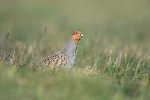 Grey Partridge (Perdix perdix) perched in grass field, North Rhine-Westphalia, Germany