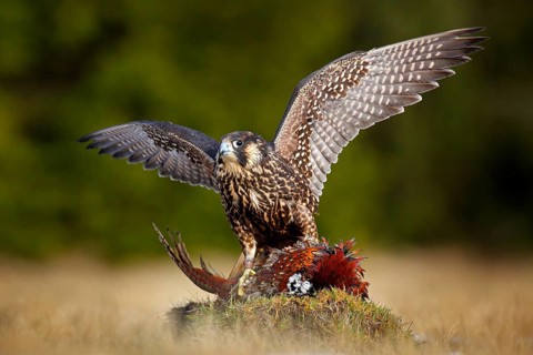 Peregrine falcon with caught kill Pheasant. Beautiful bird of prey feeding on killed big bird on