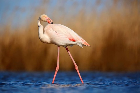 Greater Flamingo, Phoenicopterus ruber, beautiful pink big bird cleaning plumage in dark blue