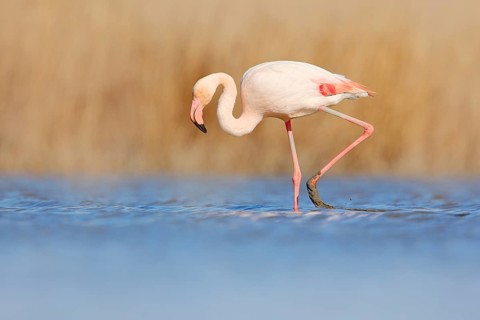 Flamingo walk in water. Wildlife animal scene from nature. Flamingo in nature habitat. Beautiful