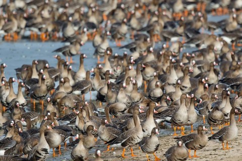 Greater White-fronted Goose (Anser albifrons) huge flock resting in water, North Rhine-Westphalia,