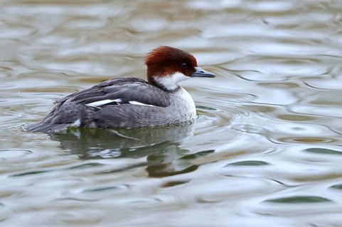 Smew (Mergellus albellus) female, Mecklenburg-Western Pomerania, Germany
