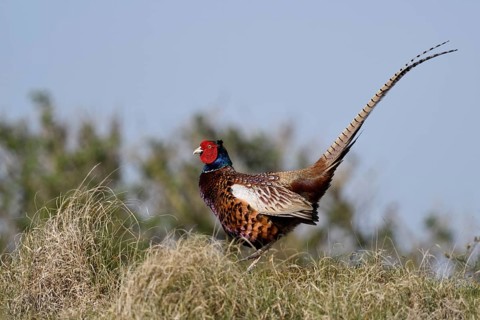 Tanz auf dem Hügelkamm... Jagdfasan *Phasianus colchicus*