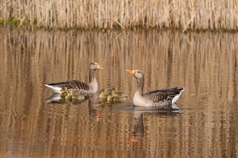 Greylag Goose (Anser anser) pair with chicks, Schleswig-Holstein, Germany