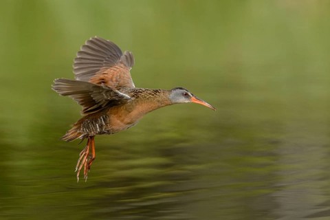 Virginia Rail (Rallus limicola) flying, British Columbia, Canada