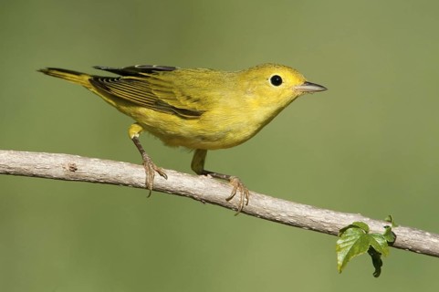 American Yellow Warbler (Setophaga aestiva) female, Texas, USA